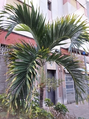 Arecaceae