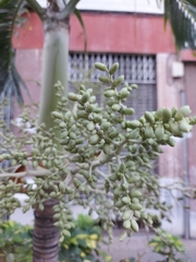 Arecaceae