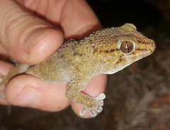 Chondrodactylus bibronii