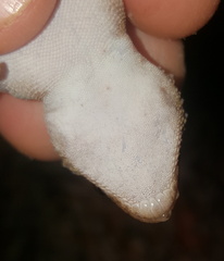 Chondrodactylus bibronii