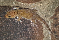 Chondrodactylus bibronii