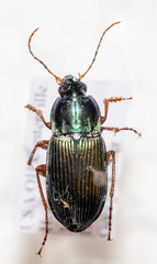 Poecilus lucublandus