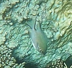 Amblyglyphidodon indicus
