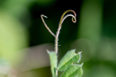 Vicia sativa
