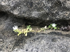 Mesembryanthemum aitonis