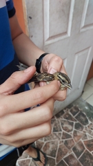 Aves