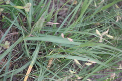 Bouteloua chondrosioides