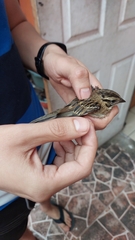 Aves