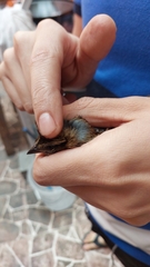 Aves