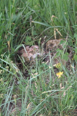 Bouteloua chondrosioides