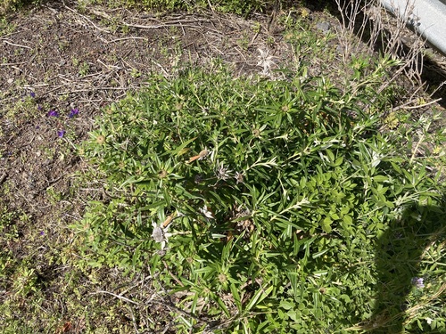 Carlina falcata image