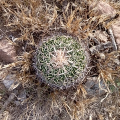 Echinofossulocactus dichroacanthus