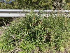 Carlina falcata image