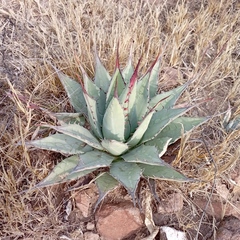 Agave applanata