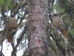 Perisoreus infaustus infaustus