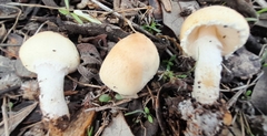 Cystoderma