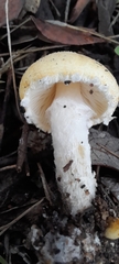 Cystoderma