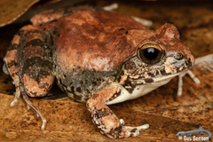 Tomopterna natalensis