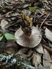 Gomphidius oregonensis