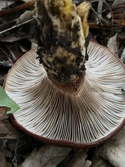 Gomphidius oregonensis