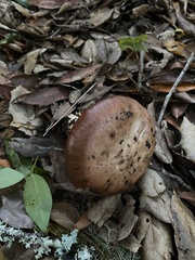 Gomphidius oregonensis