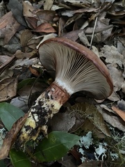 Gomphidius oregonensis