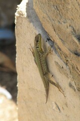 Podarcis filfolensis maltensis