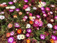 Cleretum bellidiforme