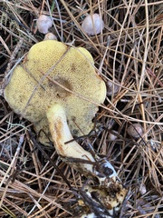 Suillus pungens