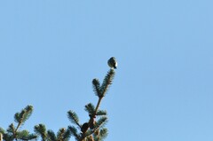 Spinus psaltria