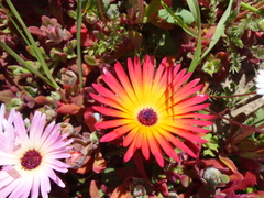 Cleretum bellidiforme