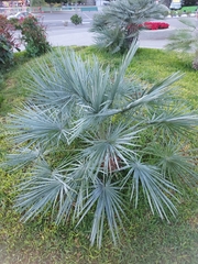 Arecaceae