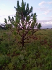 Pinus canariensis