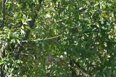 Leiothlypis celata