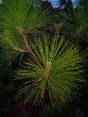 Pinus canariensis