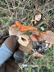 Lactarius rubidus