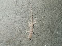 Tenuidactylus caspius