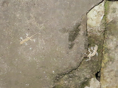 Tenuidactylus caspius