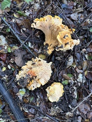 Cantharellus