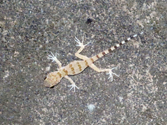 Tenuidactylus caspius