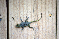 Anolis distichus