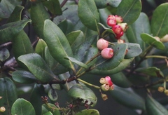 Syzygium sandwicense