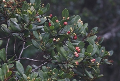 Syzygium sandwicense