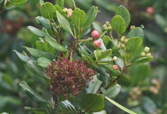 Syzygium sandwicense