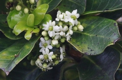 Ilex anomala