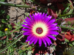 Cleretum bellidiforme