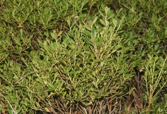 Vaccinium dentatum