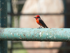 Pyrocephalus rubinus