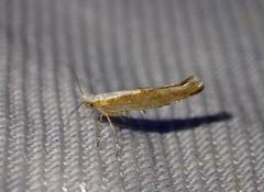 Argyresthia semitestacella