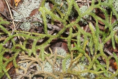 Lycopodium venustulum